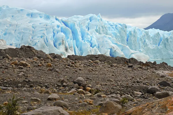 Buzulun birleştiği yerde toprak, patagonia, Arjantin — Stok fotoğraf