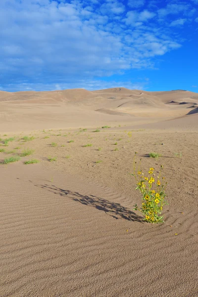Ondulations formées par le vent dans les dunes de sable — Photo