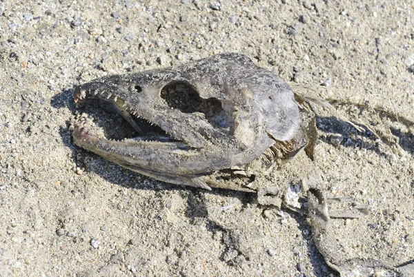 Tuszy na piasku ilustruje krąg życia łososia pacyficznego — Zdjęcie stockowe