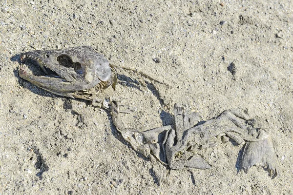 Carcasa sobre arena ilustra el círculo de vida del salmón del Pacífico — Foto de Stock