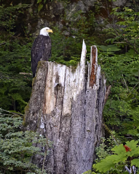 Águia careca na floresta — Fotografia de Stock