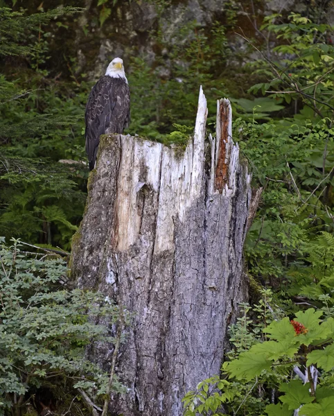 Aquila calva nella foresta — Foto Stock