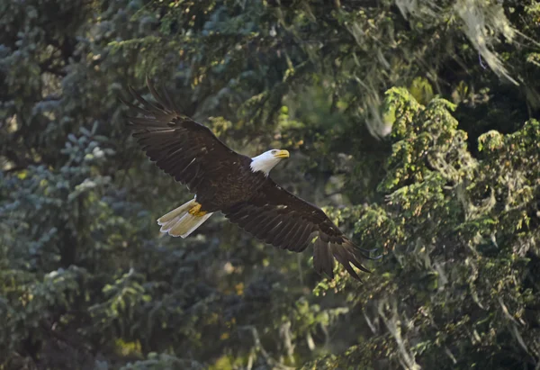 Águila calva en el bosque —  Fotos de Stock