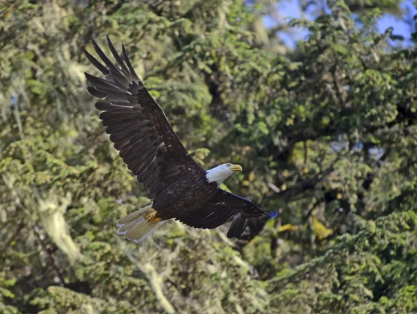 Águila calva en el bosque —  Fotos de Stock