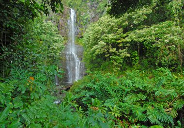 yağmur ormanlarında, hawaii uzak şelale