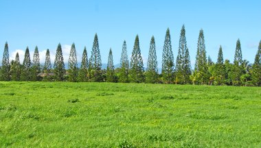 Row of Cook Pines, Maui, Hawaii clipart