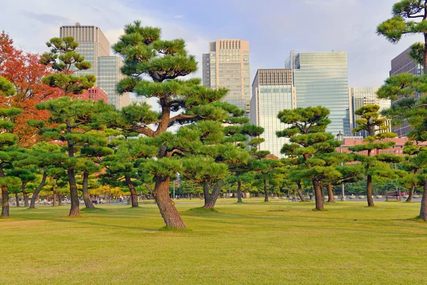 Városi kert fenyőfákkal, a császári palota, Tokió, Japán — Stock Fotó