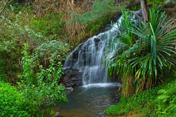 在夏威夷的雨林偏远的瀑布 — 图库照片