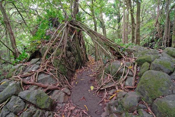 夏威夷毛伊岛雨林中的怪人图 — 图库照片