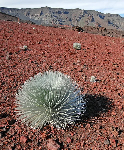 Posvátné silversword rostlina, haleakala, maui, Havaj — Stockfoto