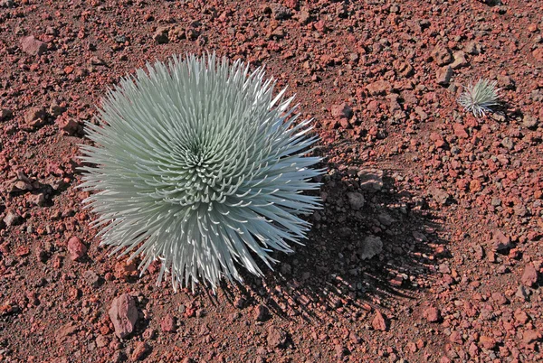 Sacred Silversword plant, Haleakala, Maui, Hawaii — Stock Photo, Image