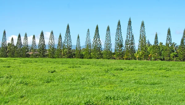 Fila de pinos cocineros, Maui, Hawaii — Foto de Stock