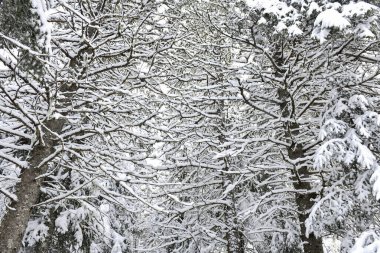 kar fırtınadan sonra ağaçları ve dalları kapladı