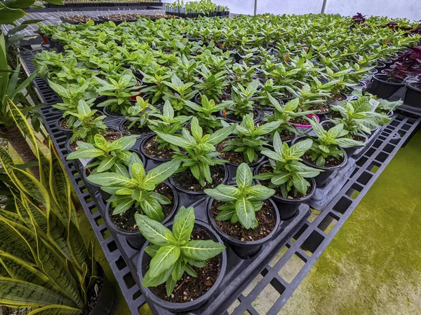 Plántulas Plantas Jóvenes Creciendo Invernadero Primavera —  Fotos de Stock