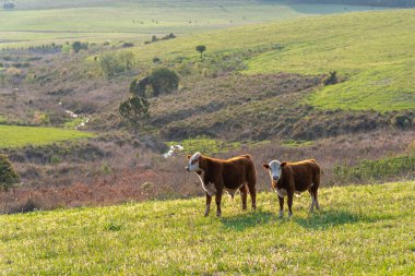 Rio Grande do Sul, Brezilya 'da geniş bir üreme alanındaki buzağılar. Sığır yetiştiriciliği. Güney Amerika Pampa 'sı. Güney Brezilya 'da üreme çiftliği.