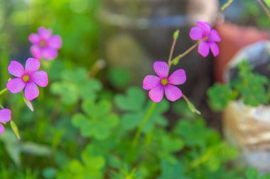 Kelt Trifolium pratense çiçekleri. Kelt efsanelerine göre, şanslı yoncaya İngiltere ve İrlanda bölgesinden öğretmenler, hakimler ve rahipler tapardı..