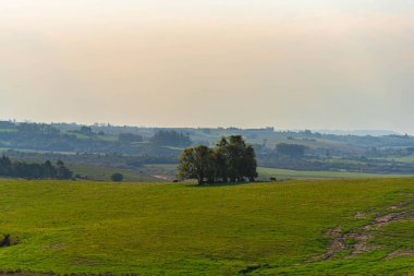 Güney Brezilya 'da geniş bir sığır çiftliği var. Kırsal alan. Campos, Pampa Konsolosu Riograndense 'i yapıyor. Brezilya, Uruguay ve Arjantin arasındaki sınır bölgeleri. Tarım üretimi