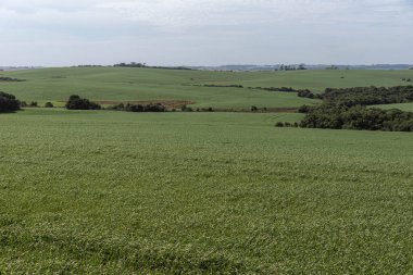 Yeşilliklerle kaplı, nadasa bırakılmış soya fasulyesi tarlaları. Ekin rotasyonu. tahıl üretim alanı. Çiftçi. Yok-til. Dünya için yiyecek..