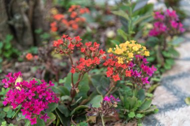 Çiçek açma döneminde Lobularia maritima çiçekleri. Esasen Akdeniz cinsi olan bir botanik cinsidir. Süslü bir etkisi olduğu düşünülür..