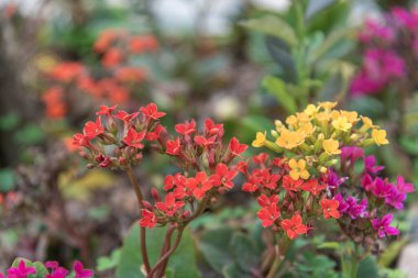 Çiçek açma döneminde Lobularia maritima çiçekleri. Esasen Akdeniz cinsi olan bir botanik cinsidir. Süslü bir etkisi olduğu düşünülür..