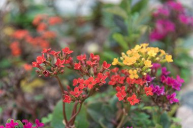 Çiçek açma döneminde Lobularia maritima çiçekleri. Esasen Akdeniz cinsi olan bir botanik cinsidir. Süslü bir etkisi olduğu düşünülür..