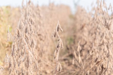 Glicin maksimum bitkisi hasat için hazır. İnsan ve hayvan yiyeceklerinde kullanılır. 