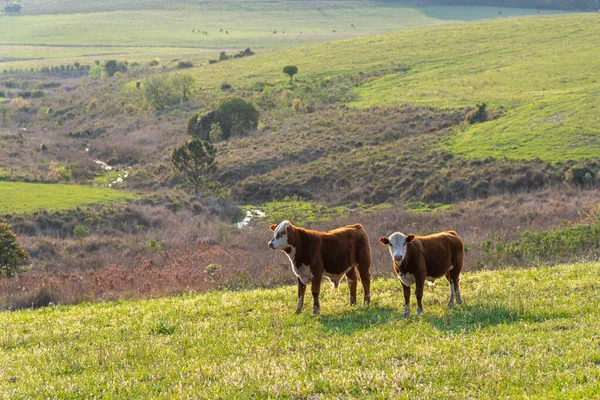 Bezerros Extenso Campo Reprodutivo Rio Grande Sul Brasil Criação Gado — Fotografia de Stock