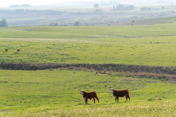 Calves in extensive breeding field in Rio Grande do Sul, Brazil. Beef cattle breeding. South American Pampa. Breeding farm in southern Brazil.