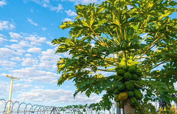 Carica Papaya Pianta Con Frutti Albero Considerato Grande Valore Nutrizionale — Foto Stock