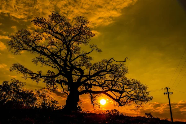 Ceiba Tree Speciosa Przeciwieństwie Zachodu Słońca Dramatyczne Niebo Zachód Słońca — Zdjęcie stockowe