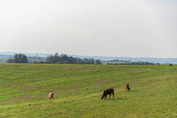 Amplo Rancho Gado Sul Brasil Paisagem Rural Campos Pampa Sul — Fotografia de Stock