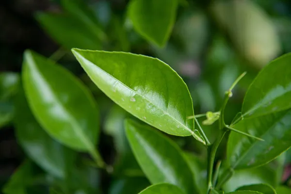 Feuilles Arbres Fruitiers Citrus Aurantium Subsp Bergamie Nom Populaire Mandarine — Photo