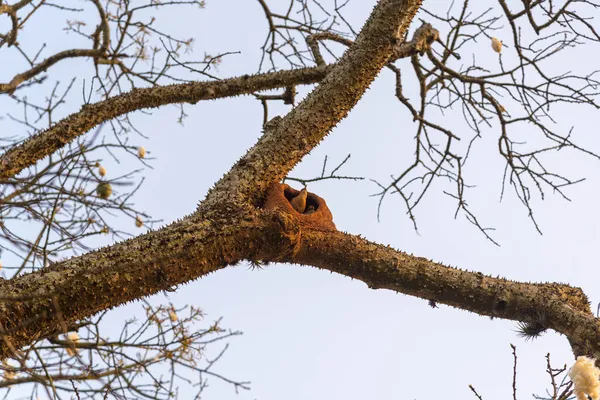 Een Paar Vogels Furnarius Rufus Bouwen Hun Modderhuis Aan Boom — Stockfoto