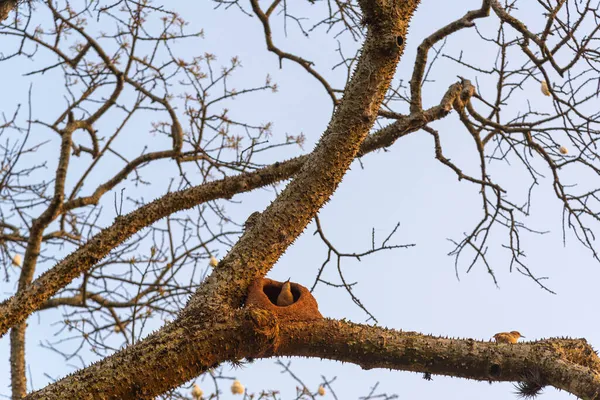 Par Pájaros Furnarius Rufus Construyendo Casa Barro Árbol Joo Barro — Foto de Stock