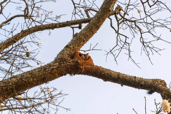 Casal Pássaros Furnarius Rufus Construindo Sua Casa Lama Árvore Joo — Fotografia de Stock