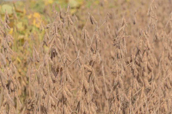 Glicin maksimum bitkisi hasat için hazır. İnsan ve hayvan yiyeceklerinde kullanılır. 