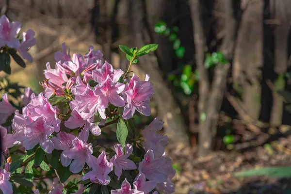 Piante Fiori Rhododendron Simsii Cespugli Con Fogliame Verde Scuro Abbondante — Foto Stock