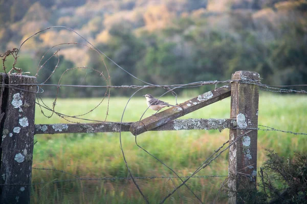 サビア プライア 英語版 ミムス ギルス は農場の柵に腰掛けていた ブラジル沿岸 リオデジャネイロから北へ そしてカリブ海で発見された鳥 — ストック写真