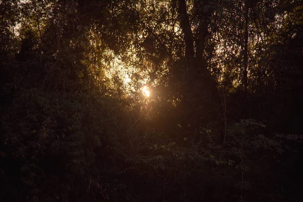 Sonnenuntergang Atlantikwald Brasilien Sonnenuntergang Einem Naturschutzgebiet Ende Des Tages Tropenwald — Stockfoto