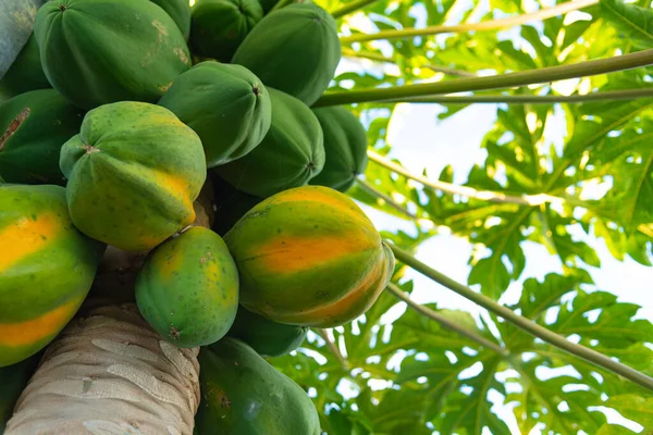 Carica Papaya Plant Met Vruchten Boom Gezien Grote Voedingswaarde Medicinale Rechtenvrije Stockfoto's
