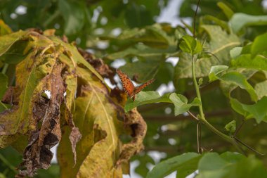 Bahçedeki çiçeklerin üzerinde kelebek. Kelebekler ve güveler. Güzel ve narin, her çeşit kelebek zevk alır..