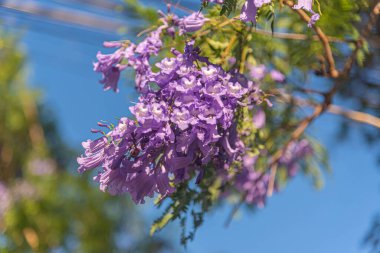 Jacaranda ağacı mimozomlarının leylak çiçekleri, D. Don. Arjantin, Bolivya ve Güney Brezilya 'ya özgü Bignoniaceae ailesinin süs ağacı doğal ortamında tehdit altındadır.