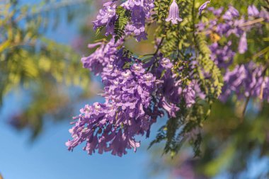 Jacaranda ağacı mimozomlarının leylak çiçekleri, D. Don. Arjantin, Bolivya ve Güney Brezilya 'ya özgü Bignoniaceae ailesinin süs ağacı doğal ortamında tehdit altındadır.
