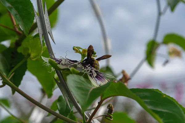 Bombus Terrestris Abeja Polinizadora Passiflora Edulis Sims Flor Abeja Grande — Foto de Stock