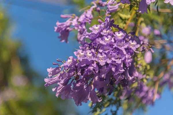 Lilac Blommor Jacaranda Träd Mimosifolia Don Prydnadsträd Familjen Bignoniaceae Inhemska — Stockfoto