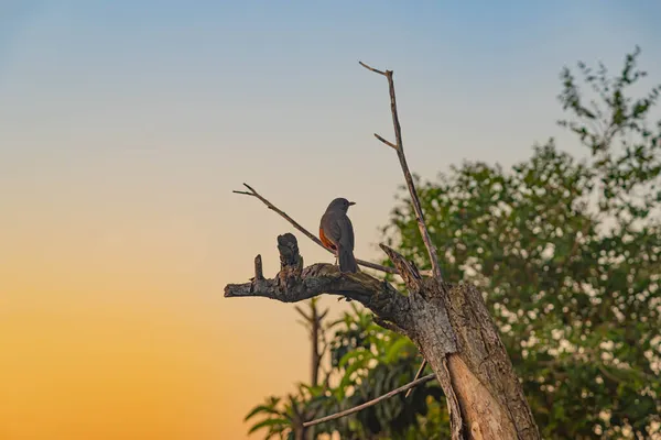 Oiseau Turdus Rufiventris Perché Sur Une Branche Sèche Arbre Oiseaux — Photo