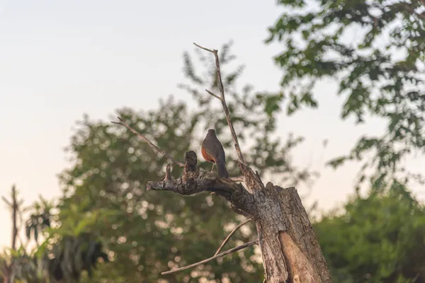 Птица Turdus Rufiventris Сидела Сухой Ветке Дерева Коренные Птицы Нескольких — стоковое фото
