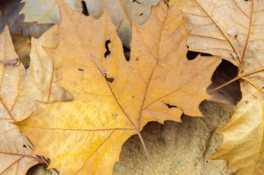 Platanus yapraklı doku. Bu ağaçlar Platanus familyasından, Platanaceae familyasından, Avrasya ve Kuzey Amerika 'ya özgü ağaçlardır..