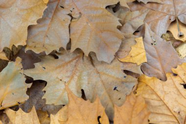Platanus yapraklı doku. Bu ağaçlar Platanus familyasından, Platanaceae familyasından, Avrasya ve Kuzey Amerika 'ya özgü ağaçlardır..