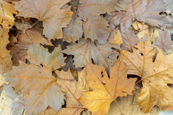 Текстура Листям Платана Плоскі Дерева Дерева Роду Platanus Родини Platanaceae — стокове фото